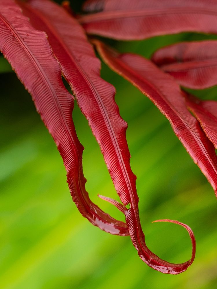 Fiji-Taveuni Island Close-up of a red-tipped Fern
